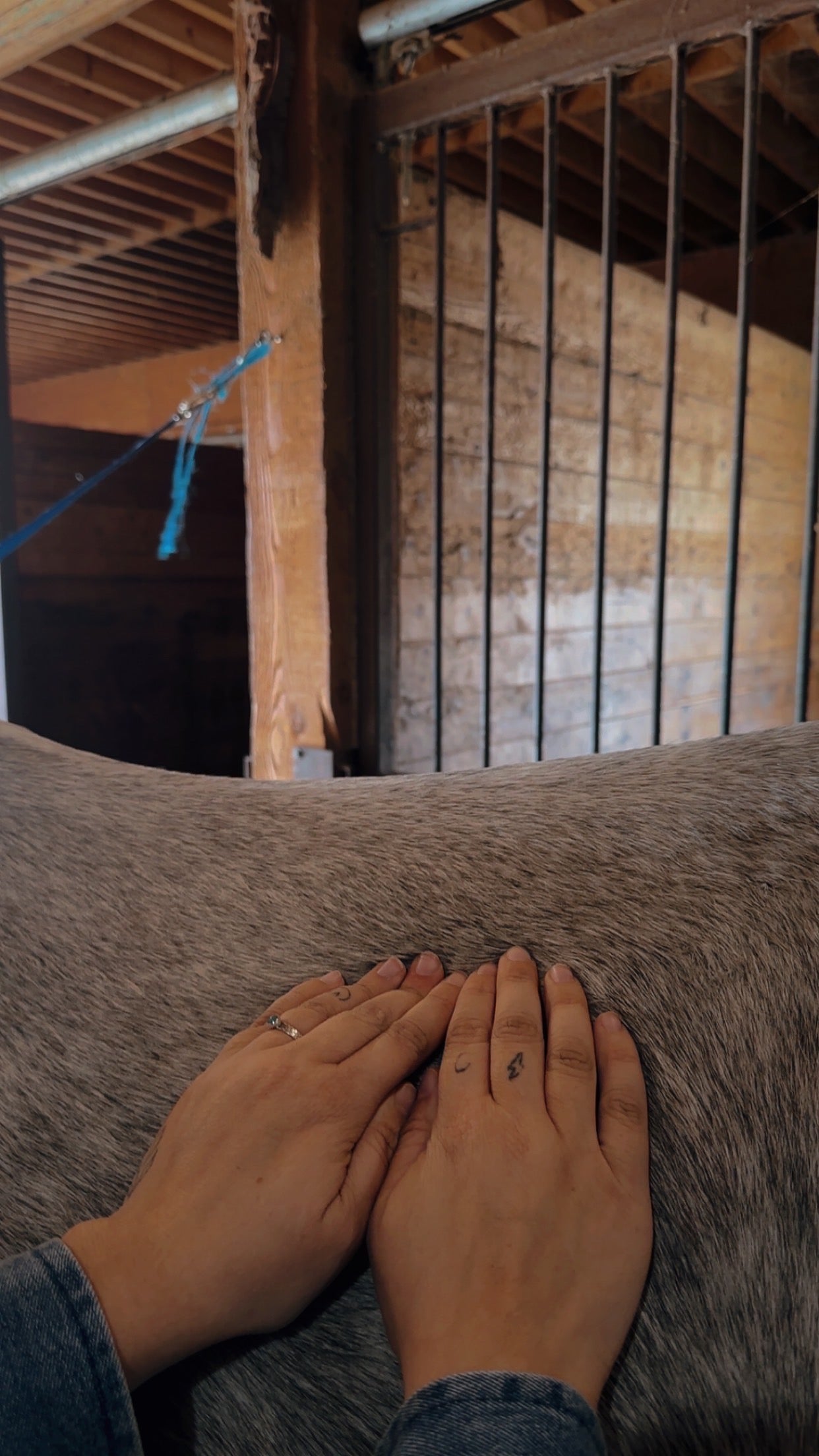 Equine Bodywork first session or beyond 8 weeks