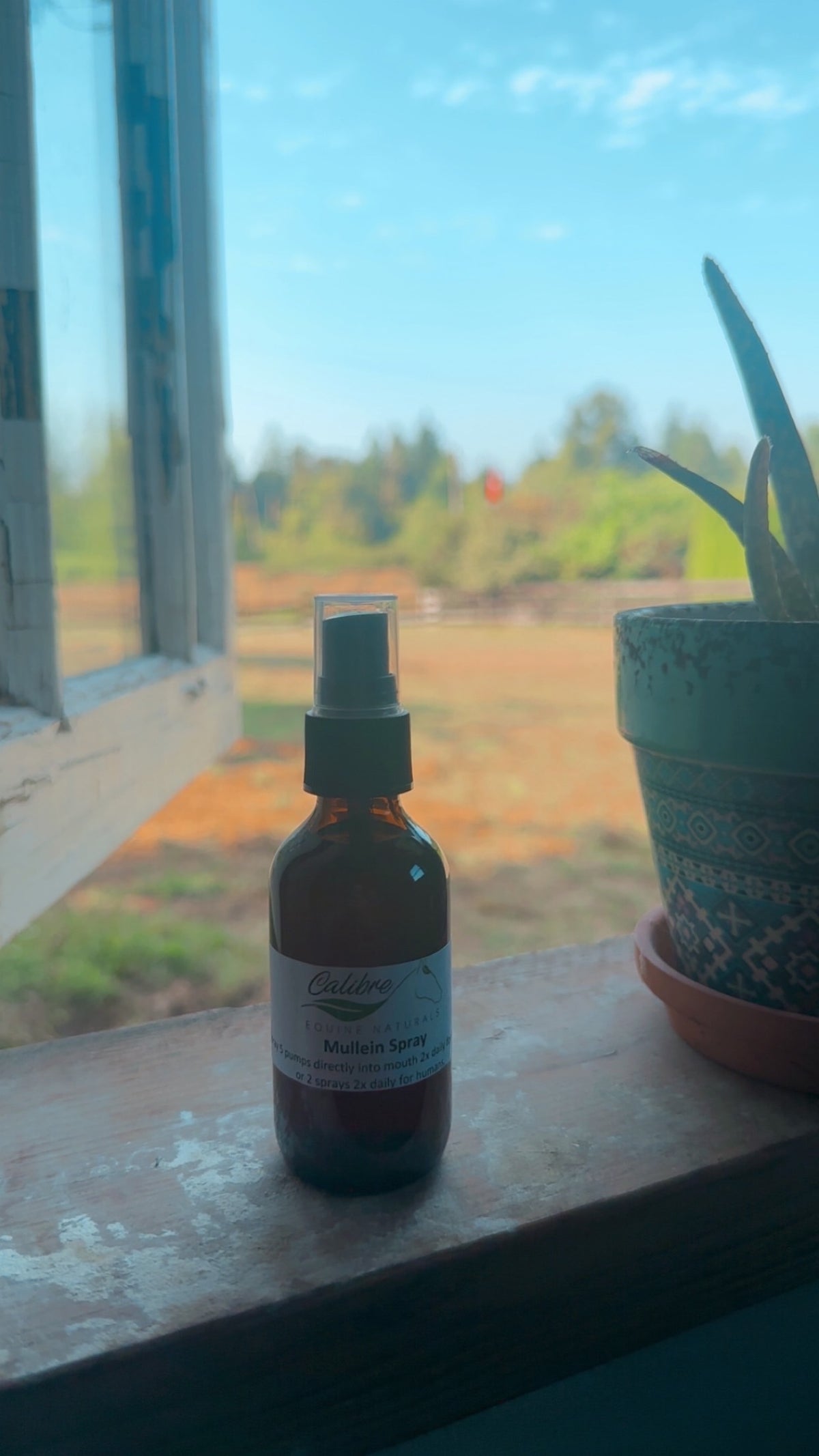 Mullein Spray